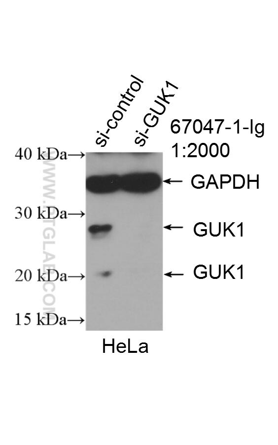 Western Blot (WB) analysis of HeLa cells using GUK1 Monoclonal antibody (67047-1-Ig)