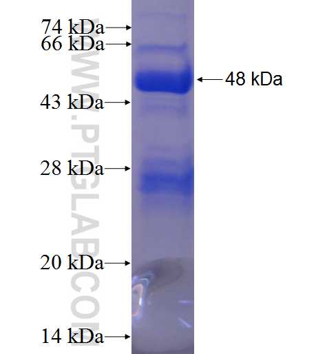 GUK1 fusion protein Ag1205 SDS-PAGE