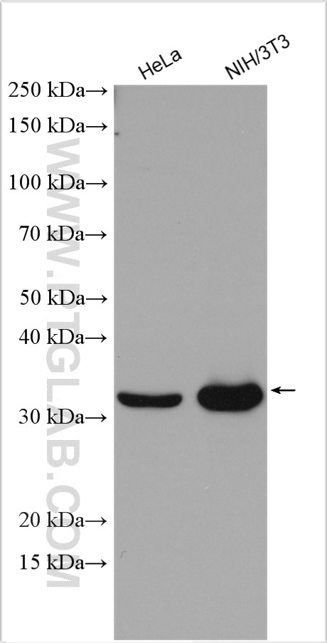 Western Blot (WB) analysis of various lysates using GULP1 Polyclonal antibody (19902-1-AP)