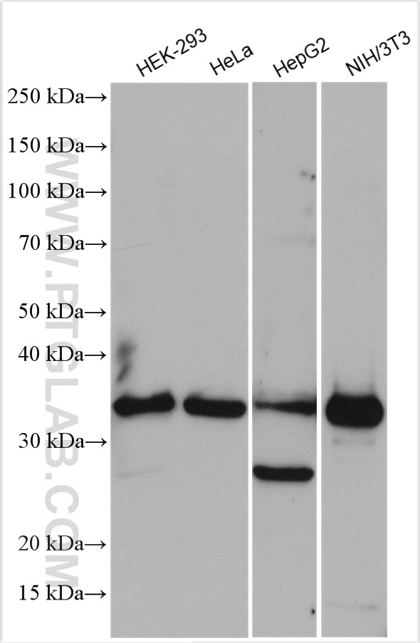 Western Blot (WB) analysis of various lysates using GULP1 Polyclonal antibody (19902-1-AP)