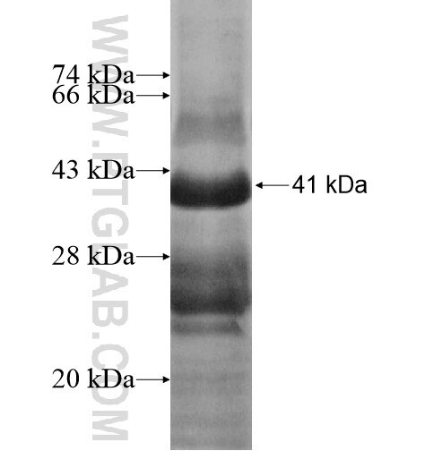 GULP1 fusion protein Ag13829 SDS-PAGE