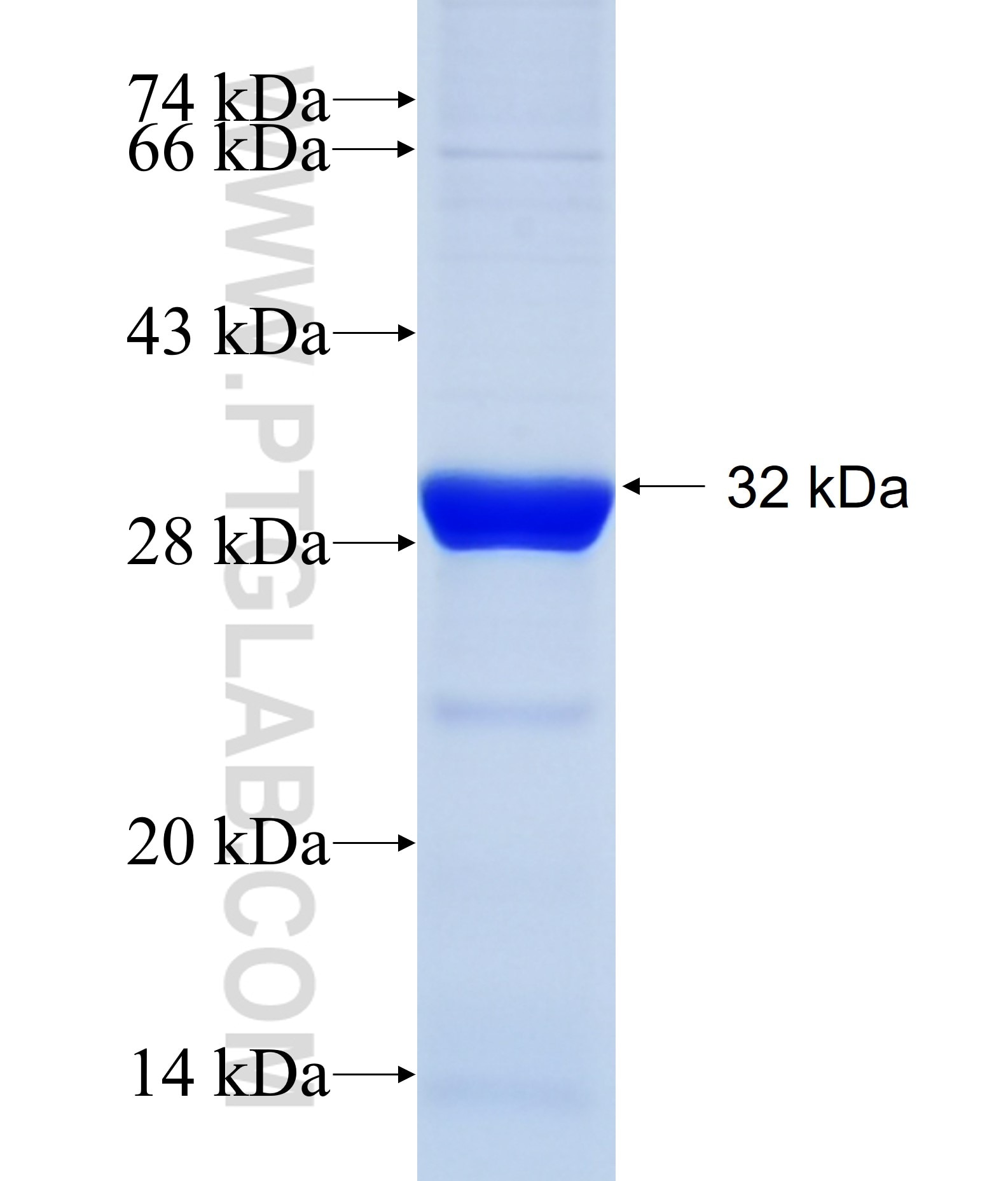 GUSBL1 fusion protein Ag19524 SDS-PAGE