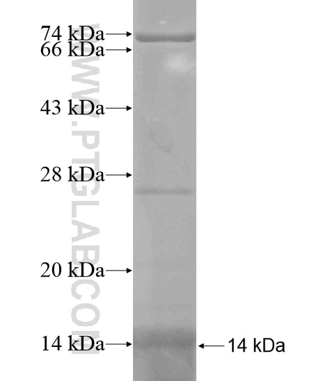 GUSBL1 fusion protein Ag19673 SDS-PAGE