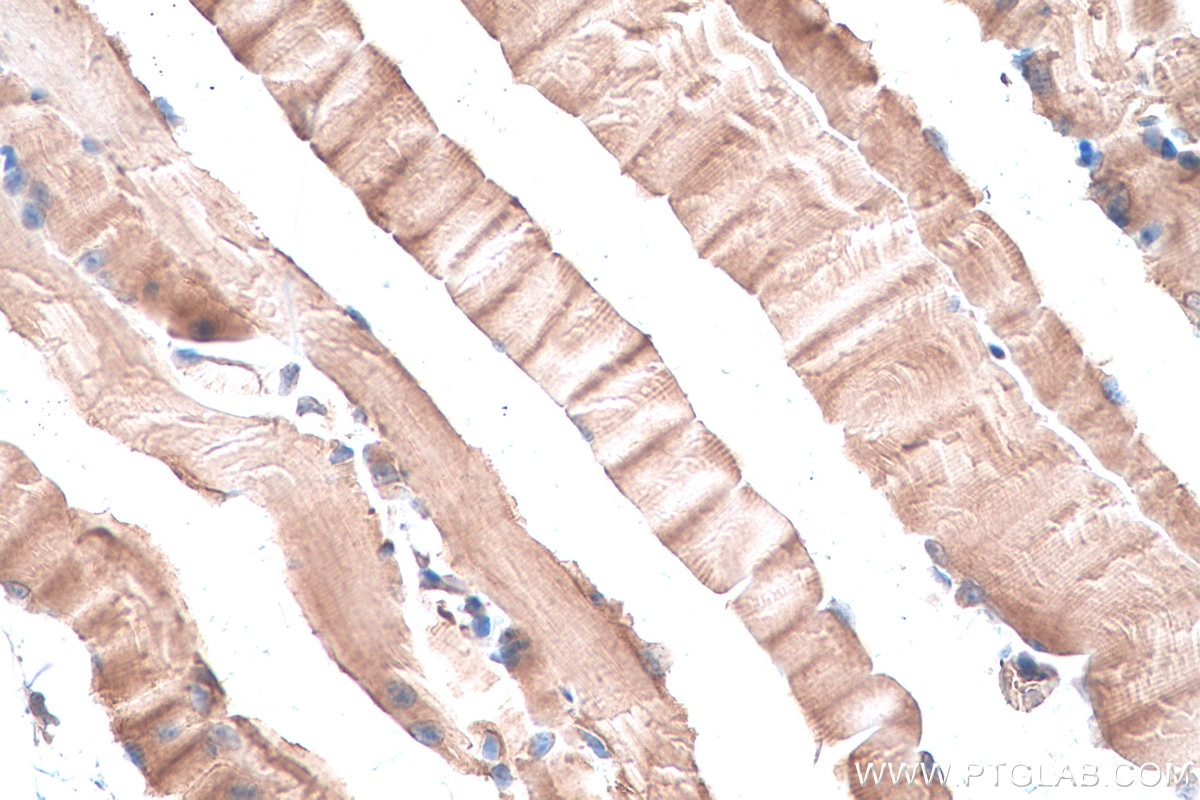 Immunohistochemistry (IHC) staining of mouse skeletal muscle tissue using GYG1 Polyclonal antibody (12836-1-AP)