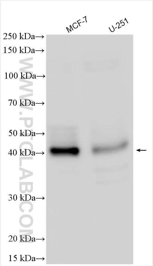Western Blot (WB) analysis of various lysates using GYG1 Polyclonal antibody (12836-1-AP)