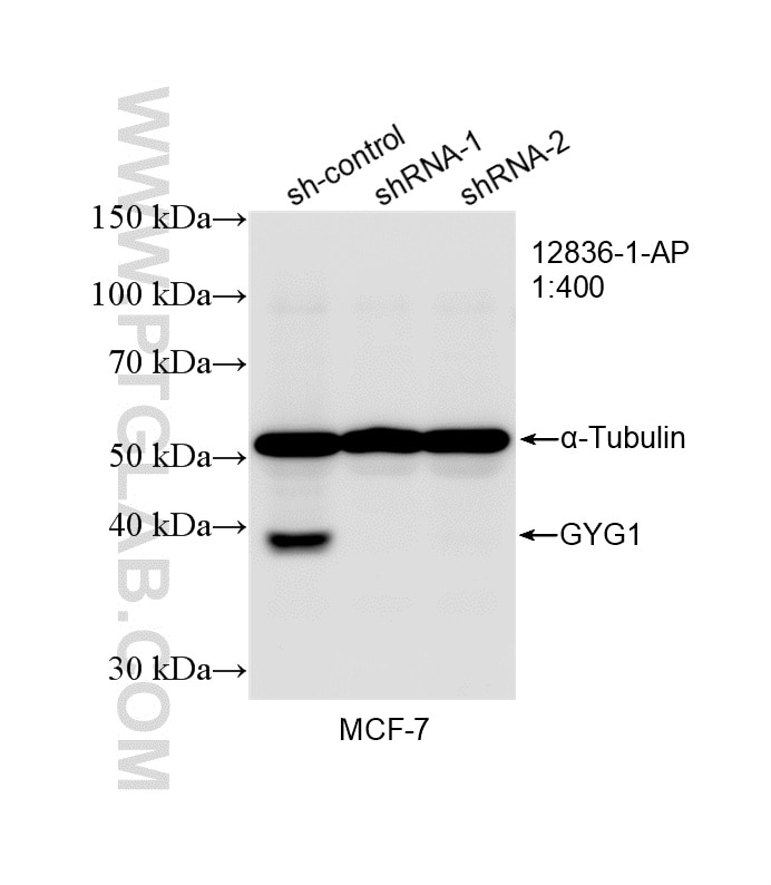 Western Blot (WB) analysis of MCF-7 cells using GYG1 Polyclonal antibody (12836-1-AP)