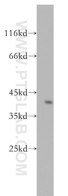 Western Blot (WB) analysis of human testis tissue using GYG1 Polyclonal antibody (12836-1-AP)