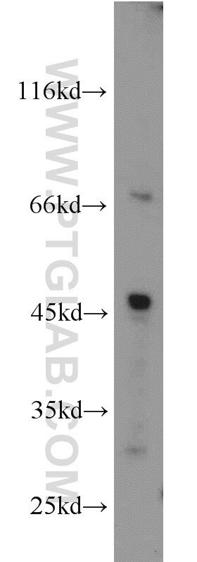 Western Blot (WB) analysis of L02 cells using GYG2 Polyclonal antibody (13150-1-AP)