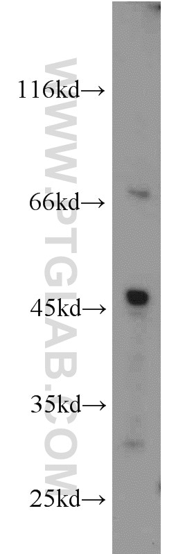 Western Blot (WB) analysis of L02 cells using GYG2 Polyclonal antibody (13150-1-AP)