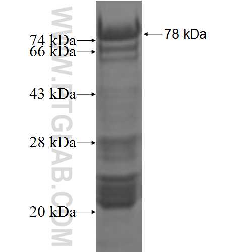 GYG2 fusion protein Ag3765 SDS-PAGE