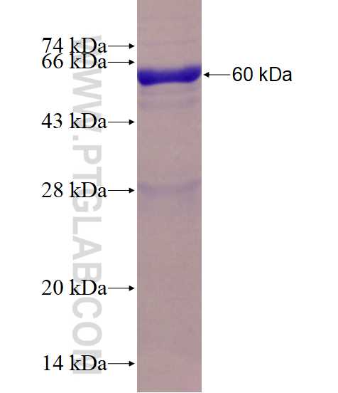 GYLTL1B fusion protein Ag3416 SDS-PAGE