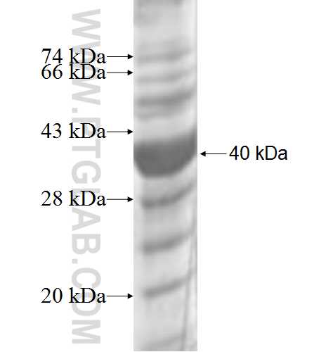 GYLTL1B fusion protein Ag8296 SDS-PAGE