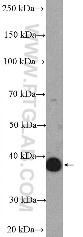 Western Blot (WB) analysis of K-562 cells using human Glycophorin A Polyclonal antibody (15874-1-AP)