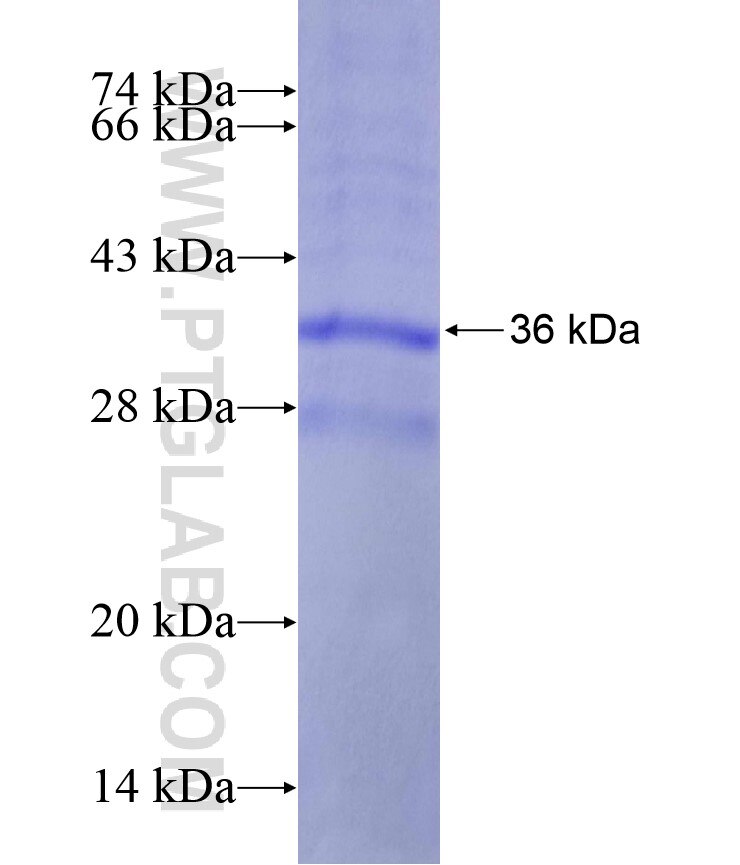 GYPB fusion protein Ag12901 SDS-PAGE