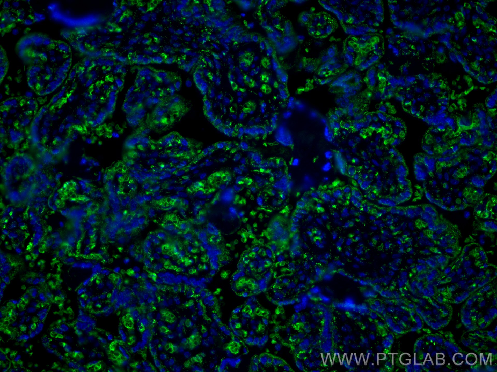 Immunofluorescence (IF) / fluorescent staining of human placenta tissue using GYPC Polyclonal antibody (18147-1-AP)
