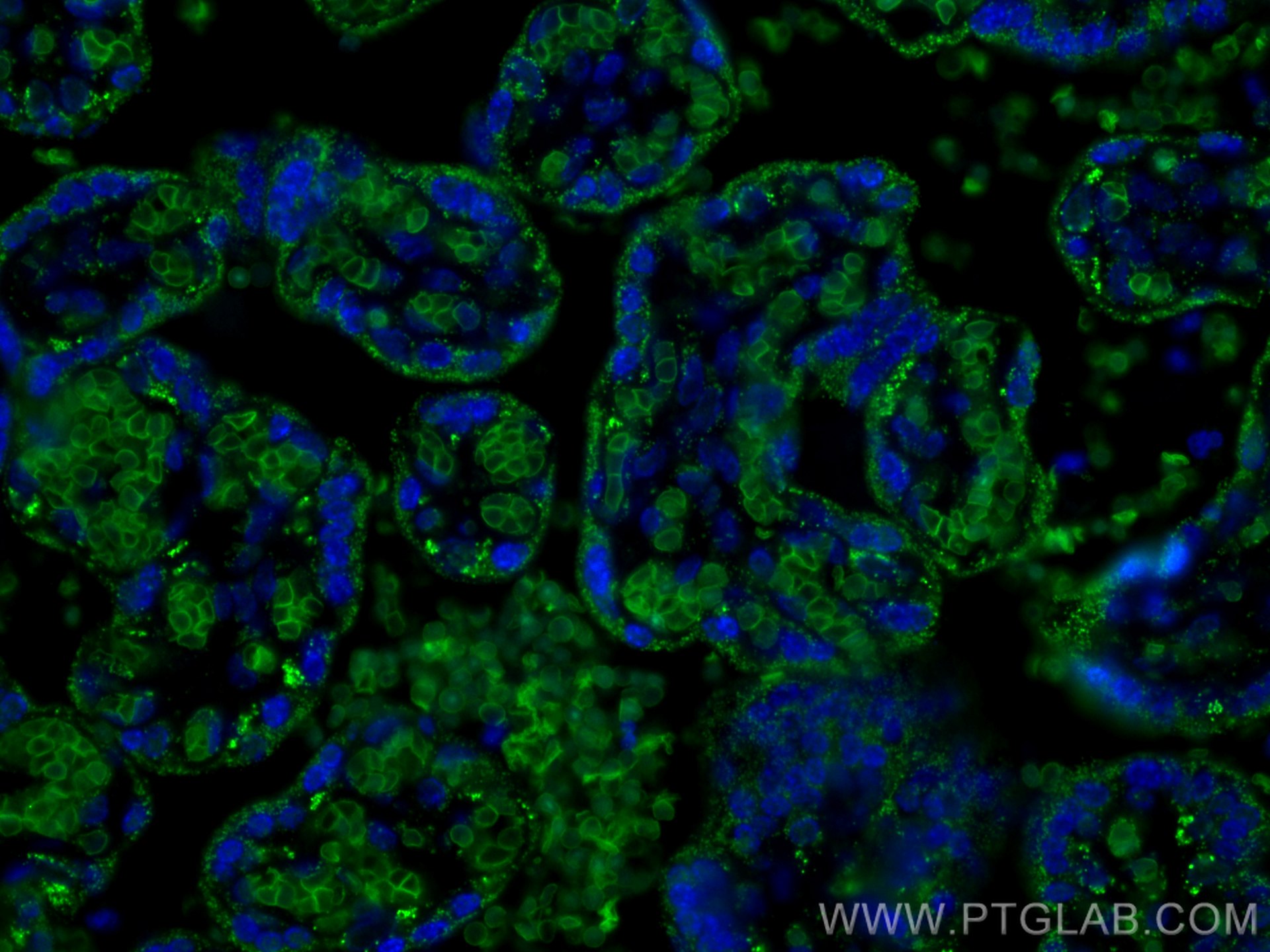 Immunofluorescence (IF) / fluorescent staining of human placenta tissue using GYPC Polyclonal antibody (18147-1-AP)