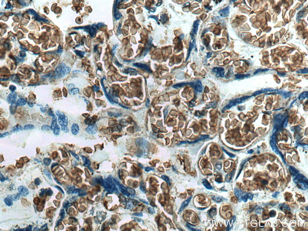 Immunohistochemistry (IHC) staining of human placenta tissue using GYPC Polyclonal antibody (18147-1-AP)