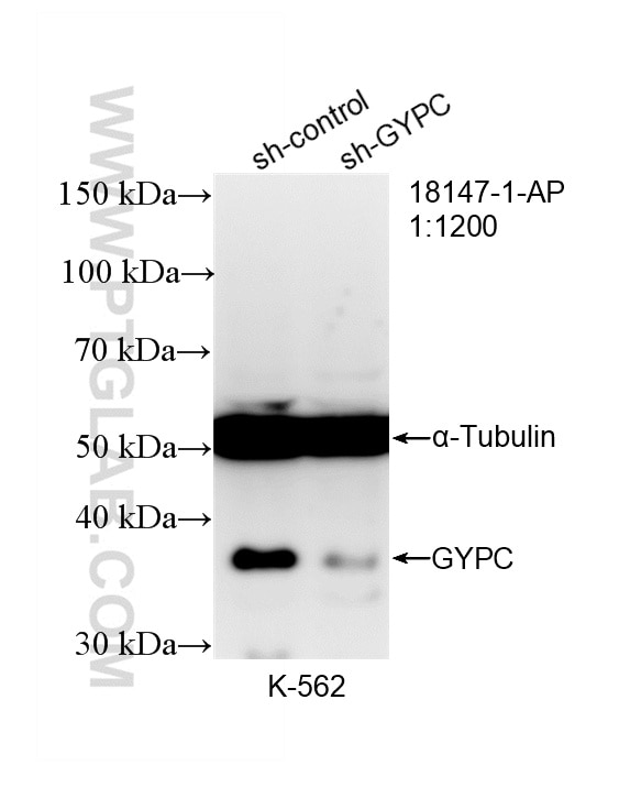 Western Blot (WB) analysis of K-562 cells using GYPC Polyclonal antibody (18147-1-AP)