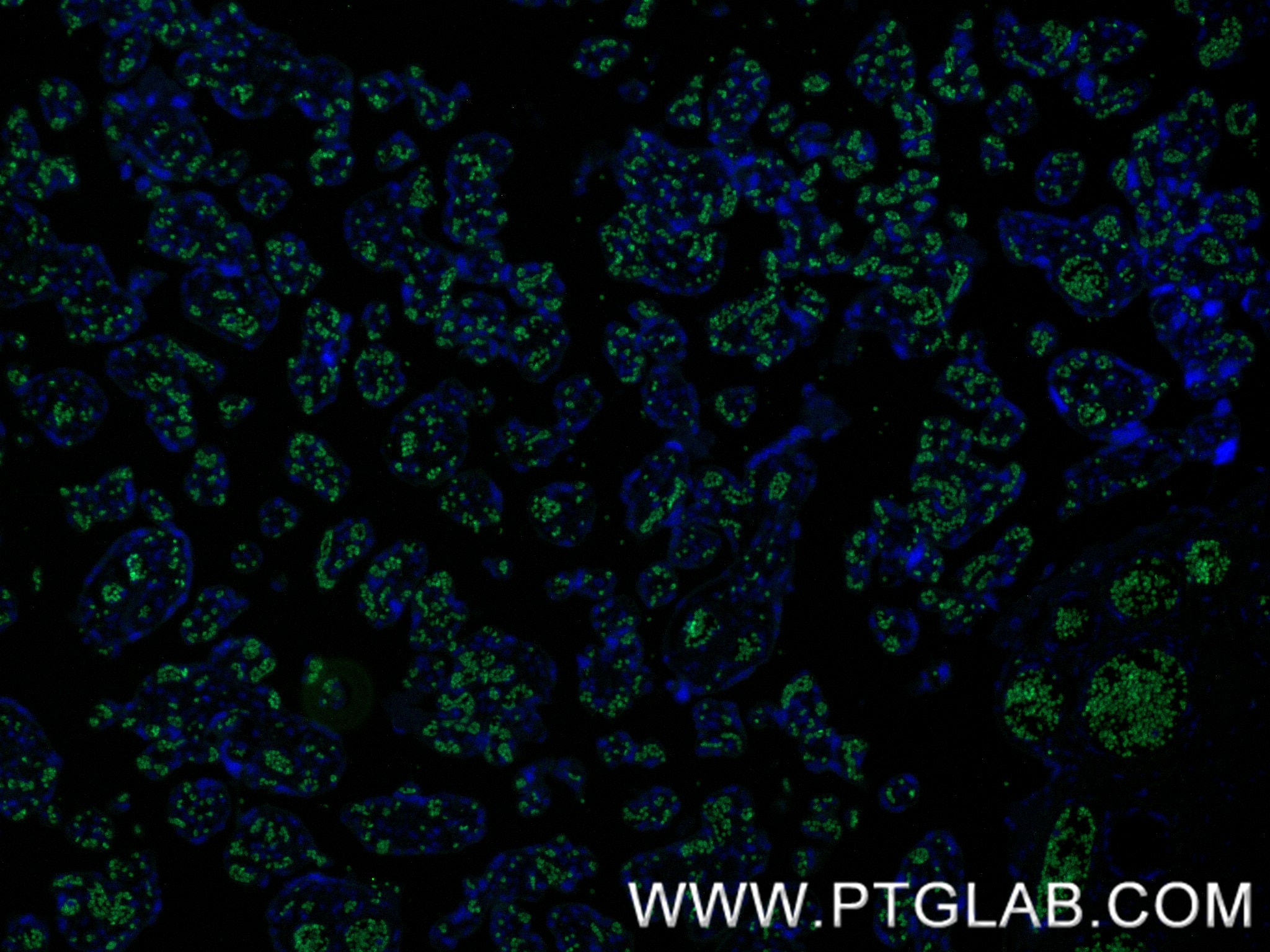 Immunofluorescence (IF) / fluorescent staining of human placenta tissue using GYPC Recombinant monoclonal antibody (86574-1-RR)