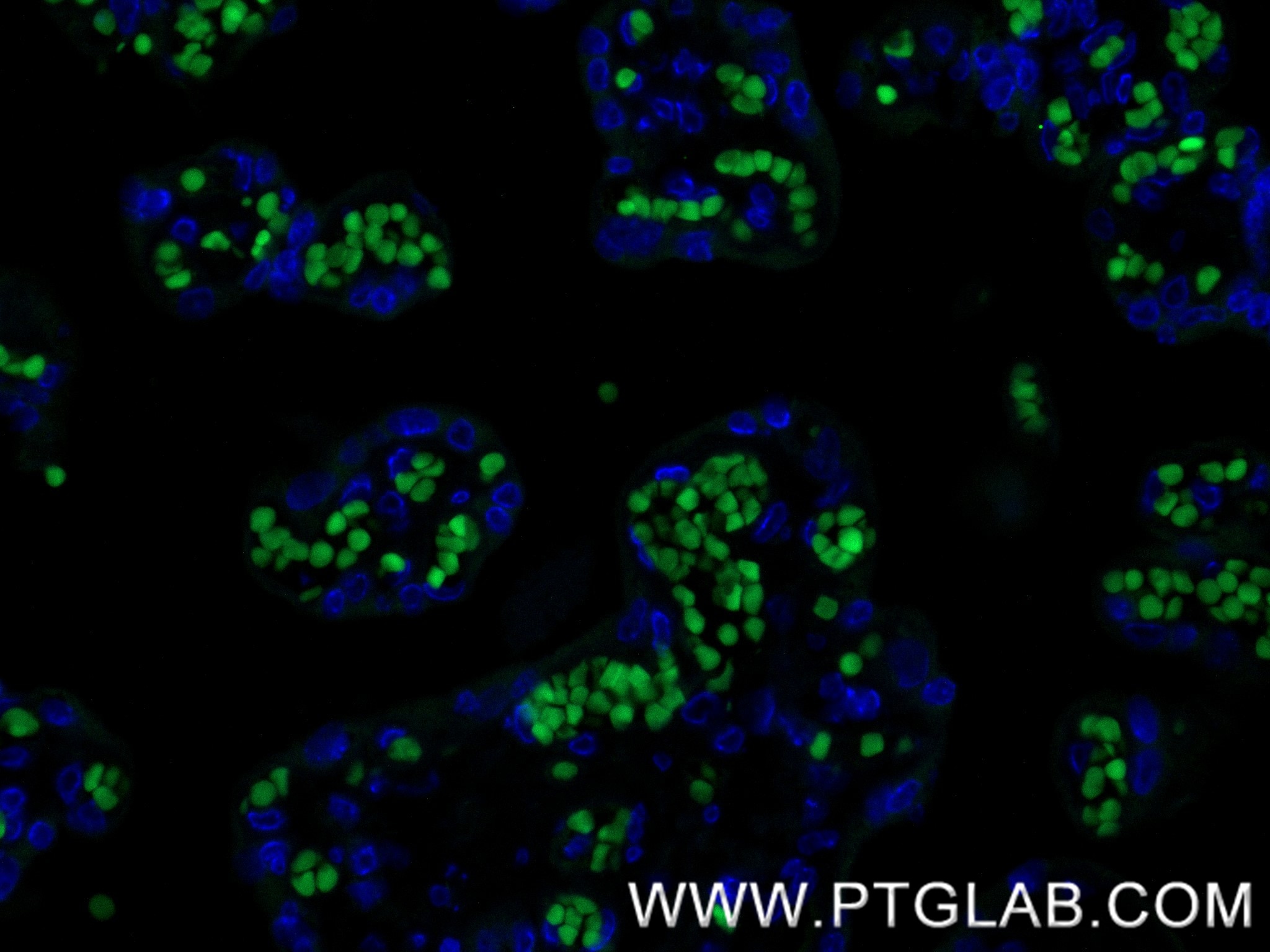 Immunofluorescence (IF) / fluorescent staining of human placenta tissue using GYPC Recombinant monoclonal antibody (86574-1-RR)