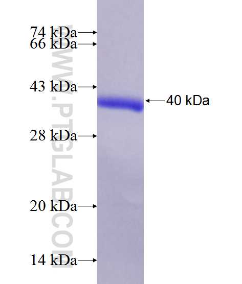 GYPC fusion protein Ag12825 SDS-PAGE