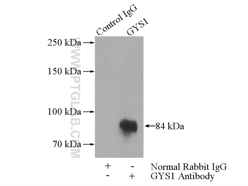 Immunoprecipitation (IP) experiment of mouse skeletal muscle tissue using GYS1 Polyclonal antibody (10566-1-AP)
