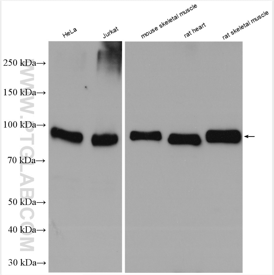 Western Blot (WB) analysis of various lysates using GYS1 Polyclonal antibody (10566-1-AP)