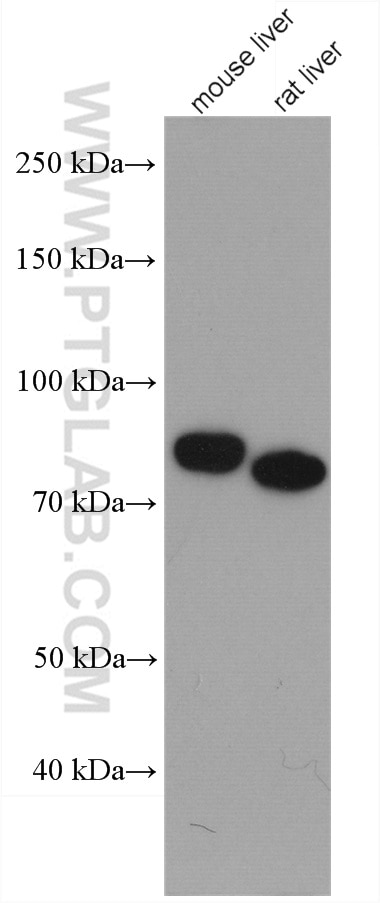 Western Blot (WB) analysis of various lysates using GYS2 Polyclonal antibody (22371-1-AP)