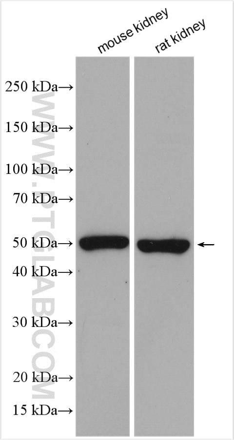 Western Blot (WB) analysis of various lysates using Granzyme A Polyclonal antibody (11288-1-AP)