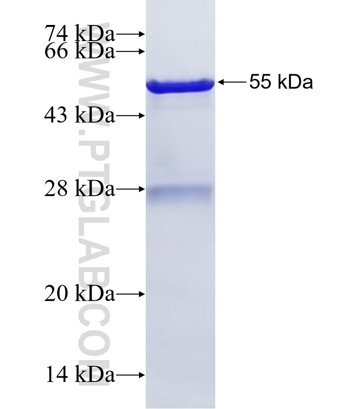 GZMA fusion protein Ag1818 SDS-PAGE