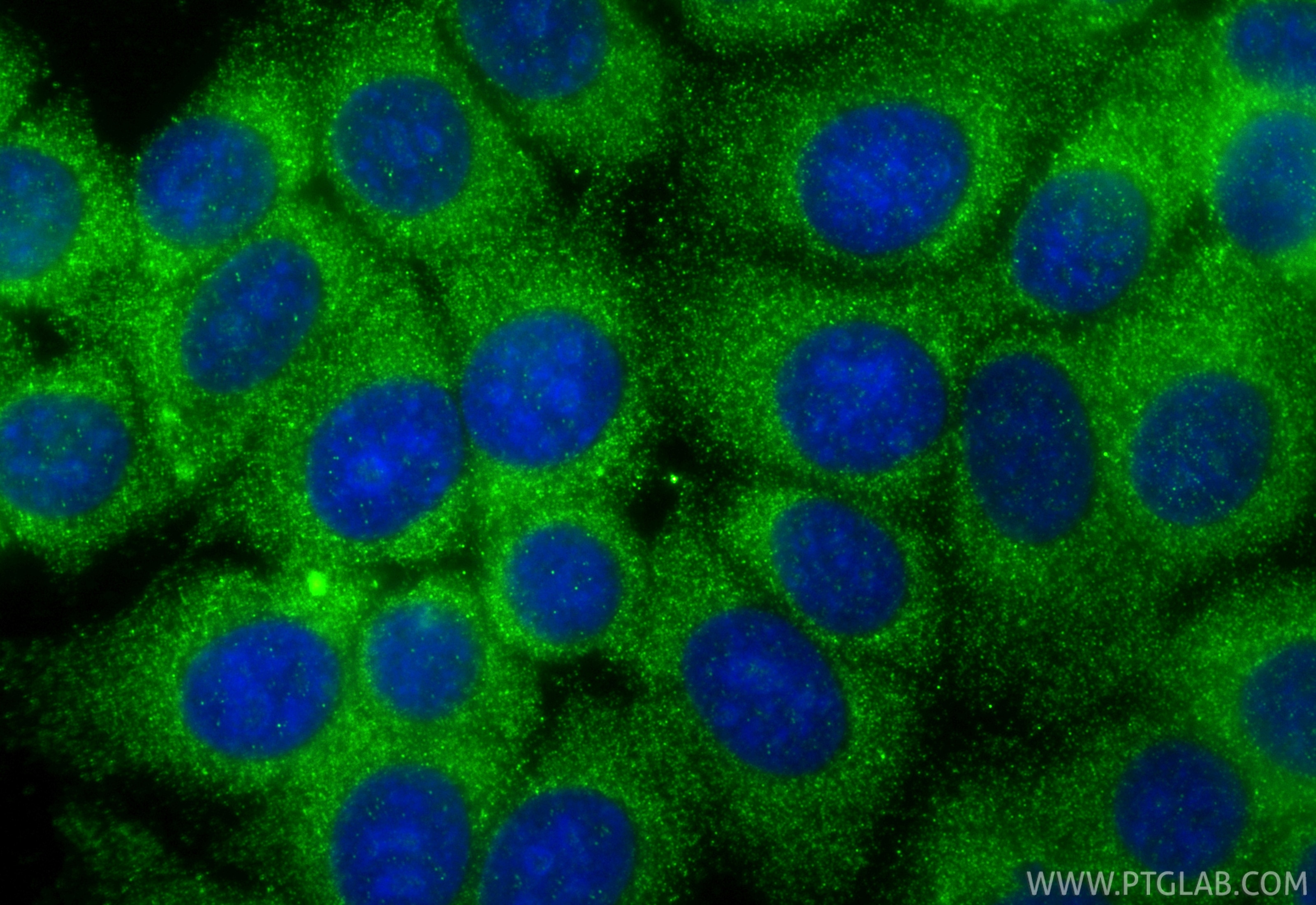 Immunofluorescence (IF) / fluorescent staining of MCF-7 cells using Granzyme B Polyclonal antibody (13588-1-AP)