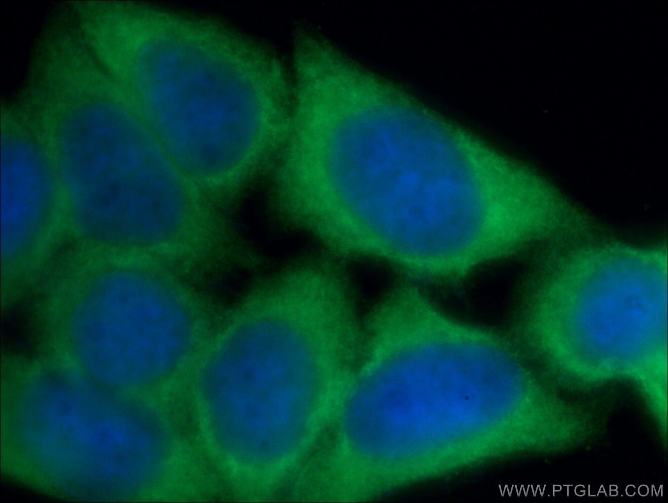 Immunofluorescence (IF) / fluorescent staining of HeLa cells using Granzyme B Polyclonal antibody (13588-1-AP)