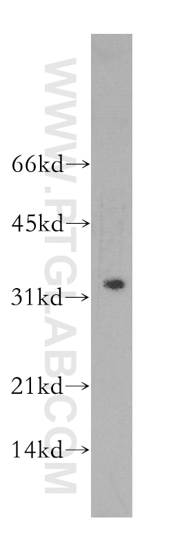 Western Blot (WB) analysis of HL-60 cells using Granzyme B Polyclonal antibody (13588-1-AP)