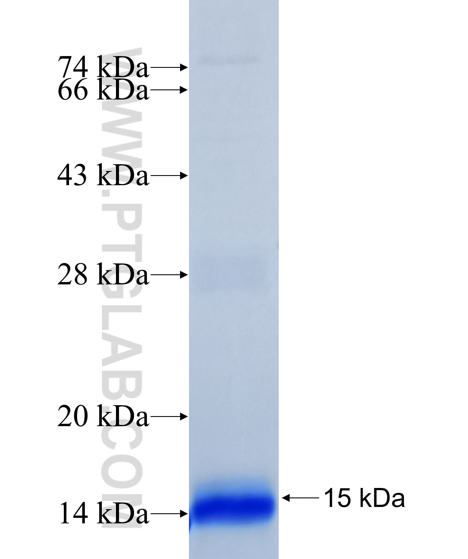 GZMB fusion protein Ag32374 SDS-PAGE
