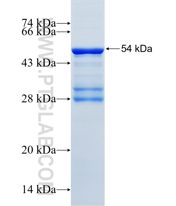 GZMB fusion protein Ag3883 SDS-PAGE