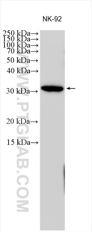 Western Blot (WB) analysis of various lysates using Granzyme H Polyclonal antibody (17228-1-AP)