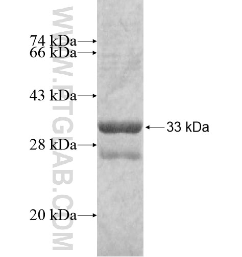 GZMH fusion protein Ag11741 SDS-PAGE