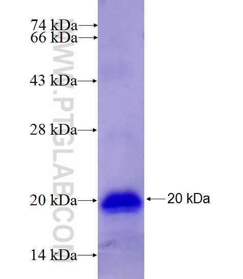 GZMK fusion protein Ag27297 SDS-PAGE