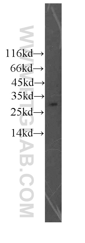 Western Blot (WB) analysis of mouse lymph tissue using Granzyme M Polyclonal antibody (13208-1-AP)