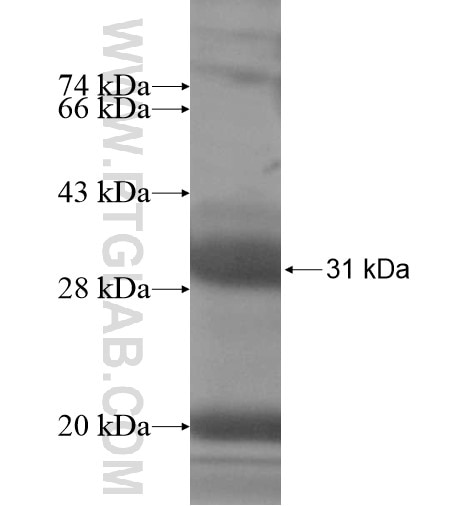 GZMM fusion protein Ag14402 SDS-PAGE