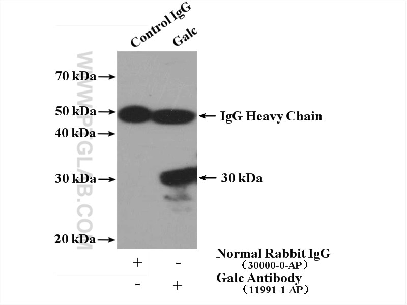 Immunoprecipitation (IP) experiment of NIH/3T3 cells using Galc Polyclonal antibody (11991-1-AP)