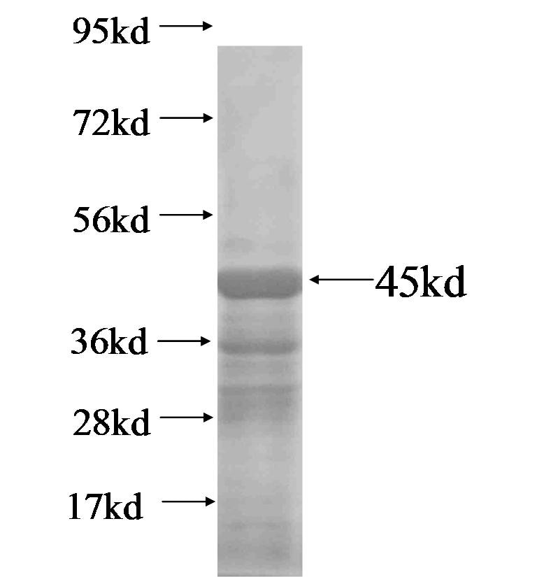 Galc fusion protein Ag0684 SDS-PAGE