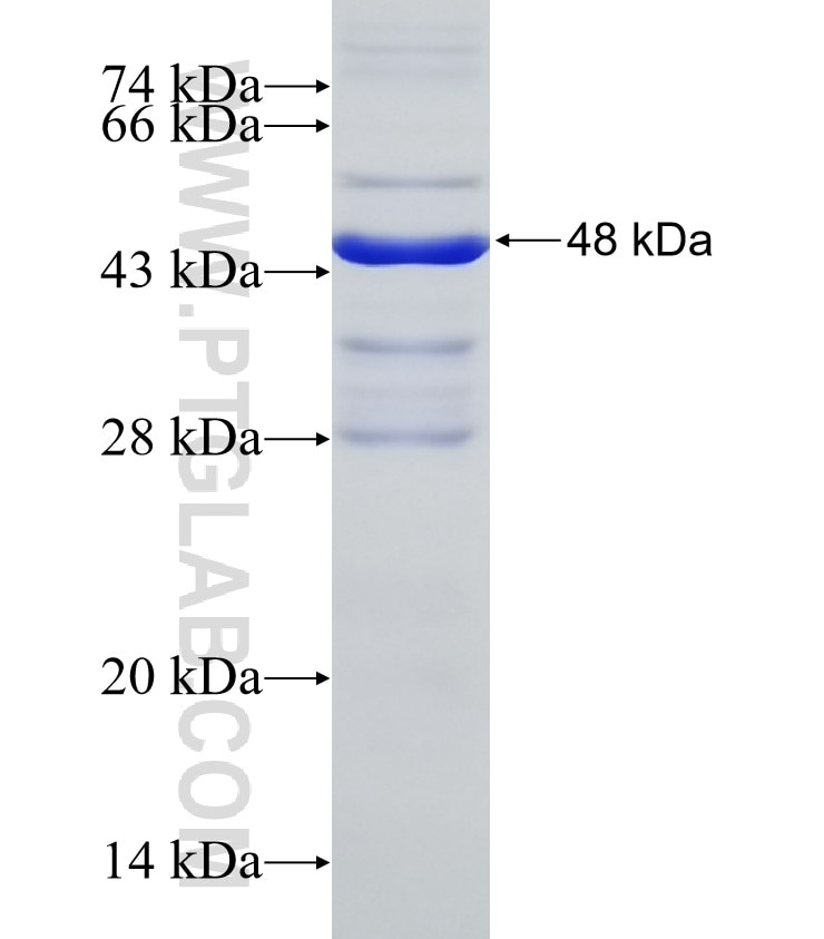 Galc fusion protein Ag3914 SDS-PAGE