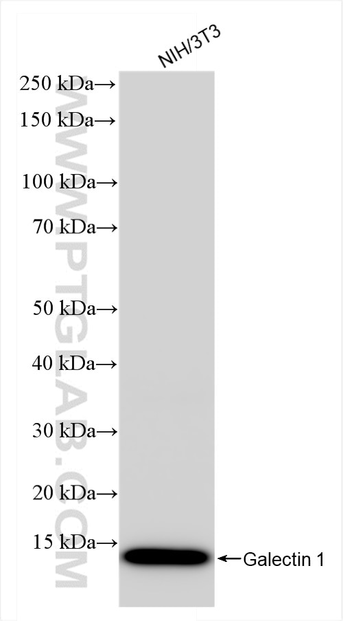Western Blot (WB) analysis of NIH/3T3 cells using Galectin-1 Recombinant antibody (85091-1-RR)