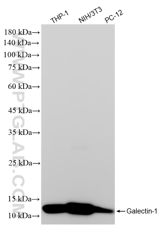 Various lysates were subjected to SDS PAGE followed by western blot with 85091-1-RR (Galectin-1 antibody) at dilution of 1:10000 incubated at room temperature for 1.5 hours. Western Blot (WB) analysis of various lysates using Galectin-1 Recombinant monoclonal antibody (85091-1-RR)