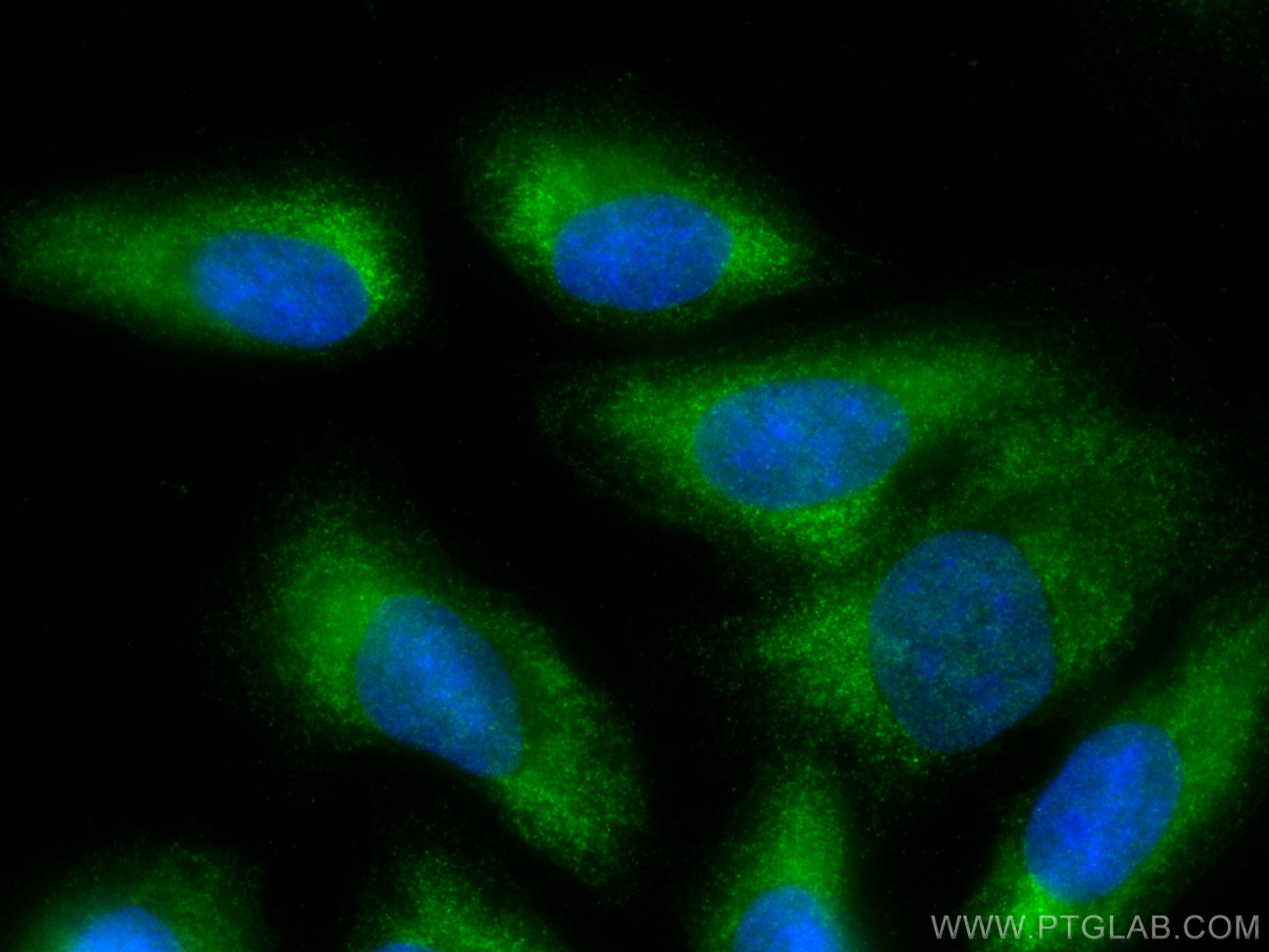 Immunofluorescence (IF) / fluorescent staining of U2OS cells using CoraLite® Plus 488-conjugated Galectin-1 Monoclona (CL488-60223)