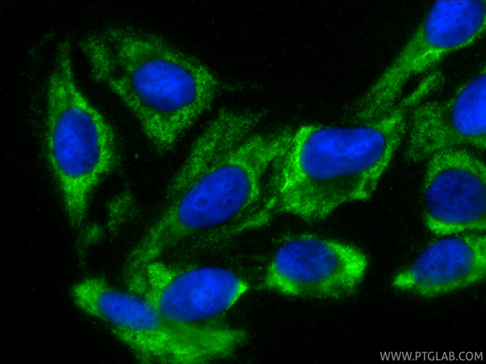 Immunofluorescence (IF) / fluorescent staining of U2OS cells using CoraLite® Plus 488-conjugated Galectin-1 Monoclona (CL488-60223)