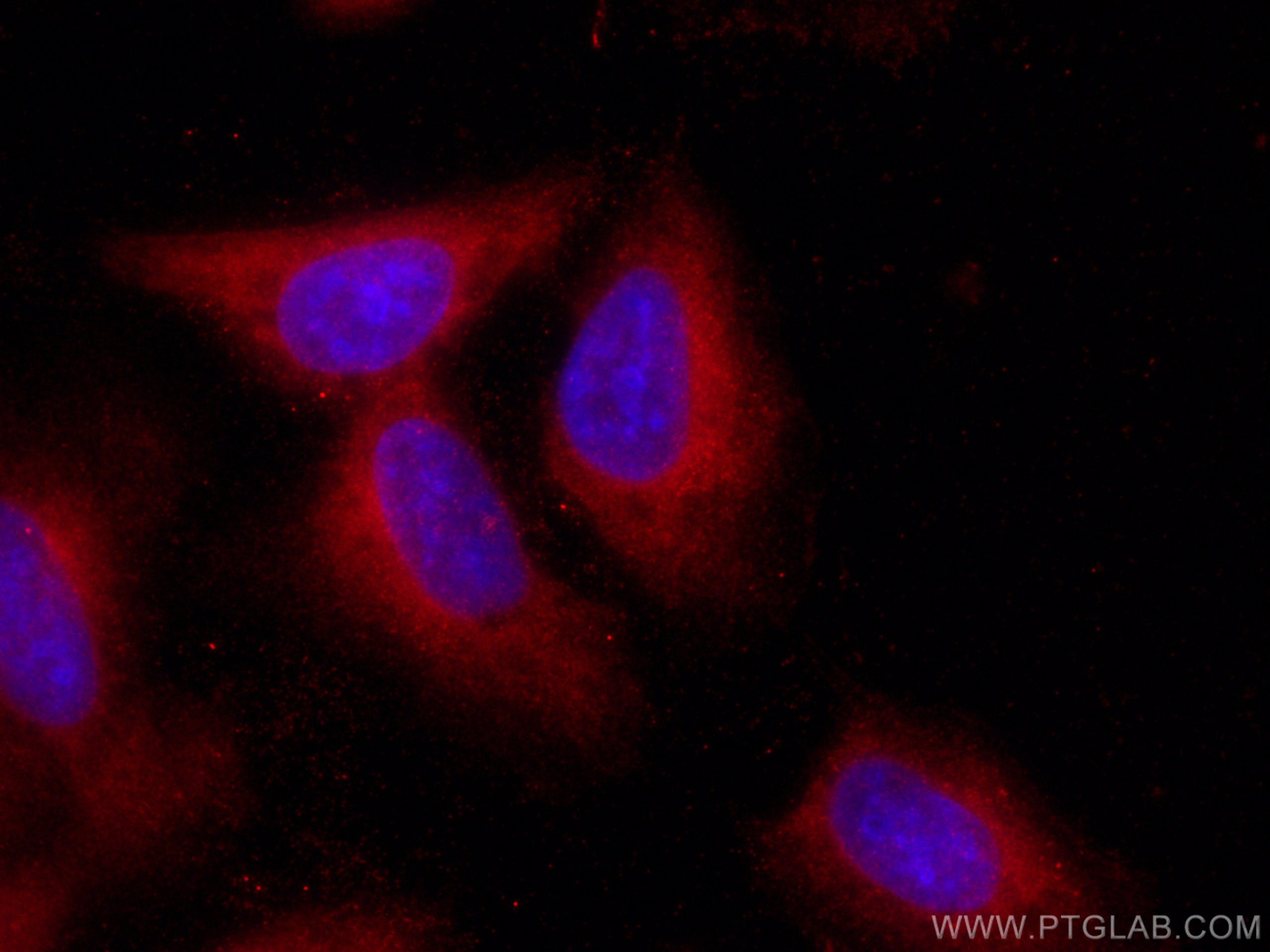 Immunofluorescence (IF) / fluorescent staining of U2OS cells using CoraLite®594-conjugated Galectin-1 Monoclonal anti (CL594-60223)