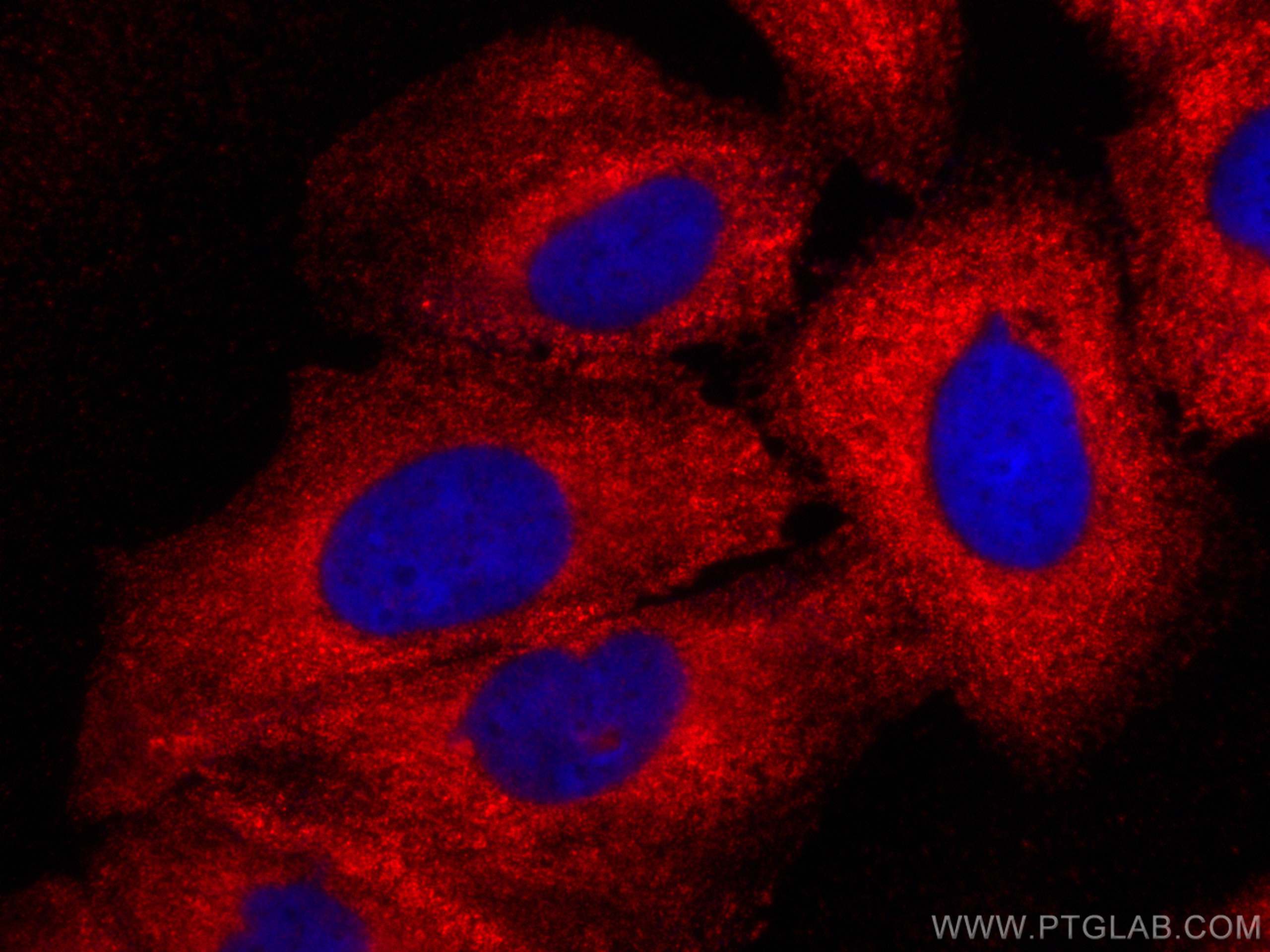 Immunofluorescence (IF) / fluorescent staining of Saos-2 cells using CoraLite®594-conjugated Galectin-1 Monoclonal anti (CL594-60223)