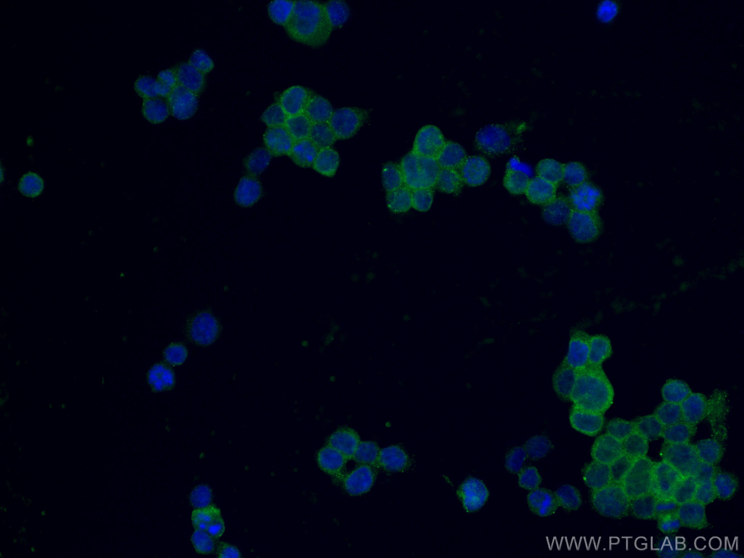 Immunofluorescence (IF) / fluorescent staining of THP-1 cells using Galectin 10 Polyclonal antibody (25225-1-AP)